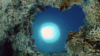Obraz na płótnie Canvas Reef Coral Scene. Tropical underwater sea fish. Hard and soft corals, underwater landscape. Philippines.
