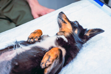 Mixed breed dog lying on examination table in the vet clinic.Closeup.