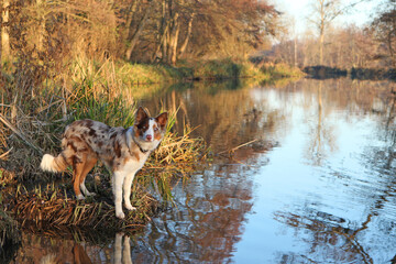 A tri coloured red merle border collie stood on a river bank, Surrey, UK.
