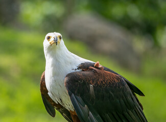 red tailed hawk