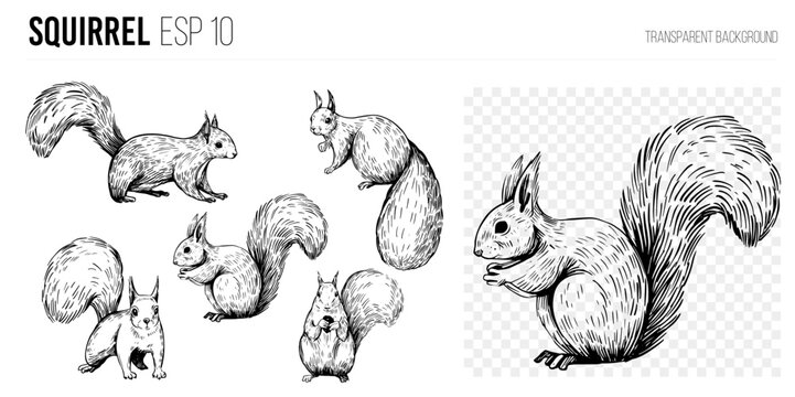 Squirrel illustrations, hand drawn vector sketch
