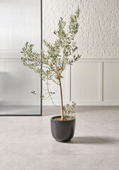 Vase of plant and flower style on the floor, olive tree, white wall background.