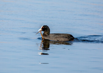 Coot on the water gathering nesting materials