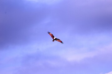 Fototapeta na wymiar Eagle flying in the blue sky