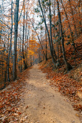 Obraz premium Hiking Trail