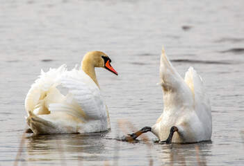 Fototapeta premium swans on the lake