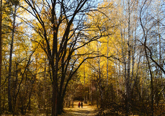 A large leafless tree and two women walking along a path in the autumn forest