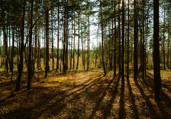 Shade from trees and sunlight in the dark thicket of the forest