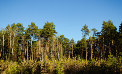 The edge of the forest is illuminated by the evening light of the sun