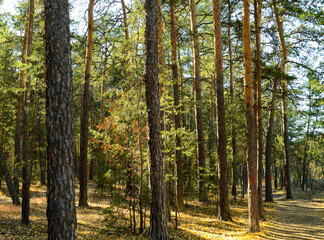Thicket of autumn forest on a sunny day