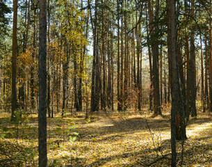 Obraz premium Thicket of autumn forest on a sunny day