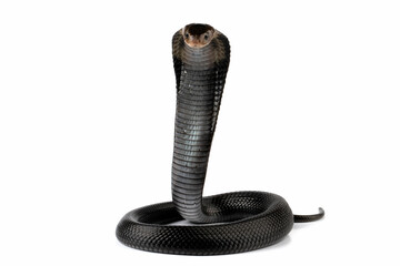 Fototapeta premium Naja sputatrix snake closeup in a defensive position with isolated background