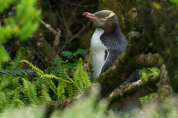 Yellow-Eyed Penguin (Megadyptes antipoder)