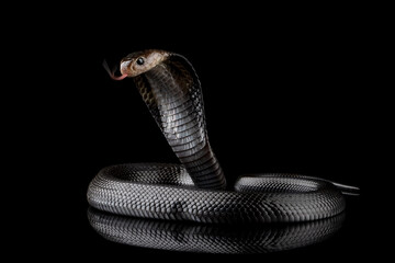 Fototapeta premium Naja sputatrix snake closeup in a defensive position with isolated background