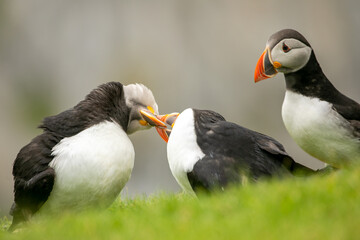 Puffins fighting