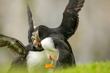 Puffins fighting