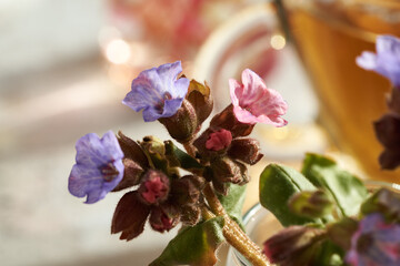 Fresh lungwort flowers in spring with a cup of pulmonaria tea in the background