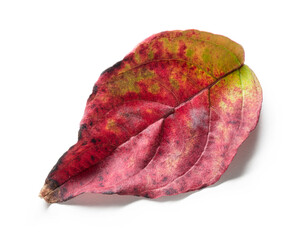 Autumn leaf isolated on whiote background.