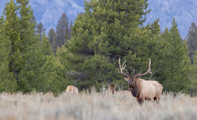 Elk Rutting in Grand Teton National Park Wyoming in Autumn