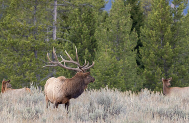 Elk Rutting in Grand Teton National Park Wyoming in Autumn
