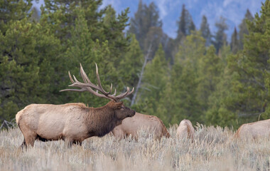 Elk Rutting in Grand Teton National Park Wyoming in Autumn