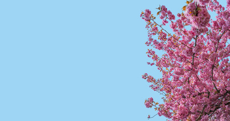 Banner with gorgeous pink and rosy cherry blossoms at blue sky solid background with copy space. Concept Spring, renewal and happiness.