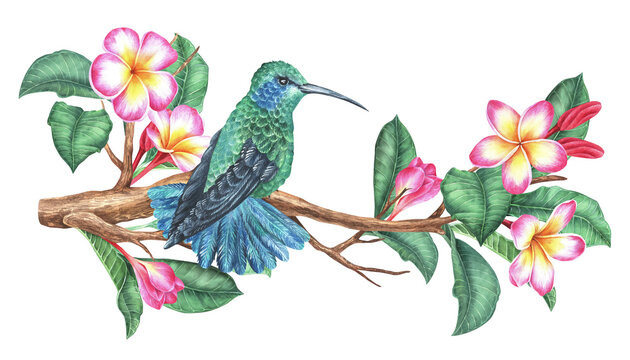 Watercolor illustration. Hummingbird sits on a blooming plumeria branch. Tropical exotic bird and frangipani. Isolated on a white background. For design printing on fabrics and home goods