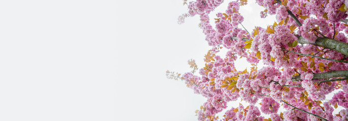 Banner with gorgeous pink and rosy cherry blossoms at blue white solid background with copy space. Concept Spring, renewal and happiness.