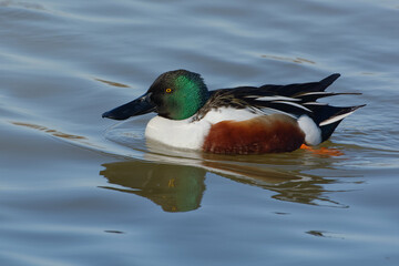 Male Northern Shoveler (Spatula clypeata)