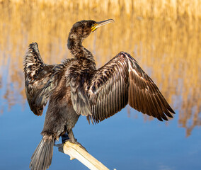 Cormorant stretching its wings