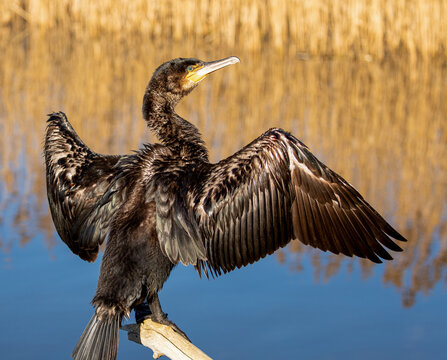 Cormorant stretching its wings
