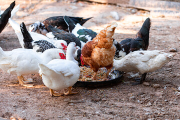 Flock ducks and a chicken are bent down peck eating feed on tray in rural farms in Thailand.