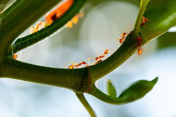 Close up view and shade. Colony of Weaver ant or red ants on branches of plant is protecting and caring for aphids. From other insects or birds that will eat aphids. Which is a relationship Mutualism.