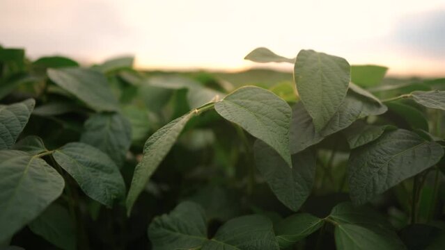 Agriculture. soybean plantation field a green beans close -up. concept of business agriculture. soy bean growing vegetables plant care. movement of green field soy bean. bio agricultural light farm