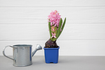 Pink hyacinth flower in water drops on a white wooden background with a watering can for flowers. Spring background. Front view