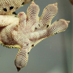 lizard gecko crested gecko wild nature