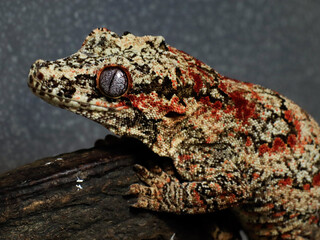 gecko sitting on tree wild nature