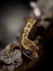 gecko sitting on tree wild nature