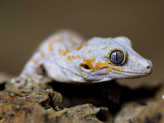 lizard gecko crested gecko wild nature