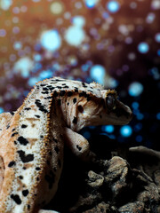 lizard gecko crested gecko wild nature
