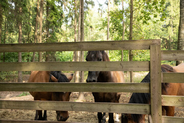 A brown horse stands behind a wooden fence.