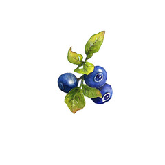 Aquarell von drei Heidelbeeren mit Blättern