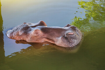 Fototapeta premium Hippopotamus floating on the water nature background
