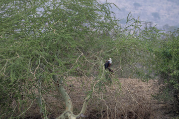 bald eagle in kruger park south africa
