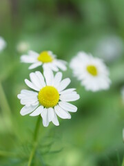 Obraz premium カモミールの花, Chamomile 