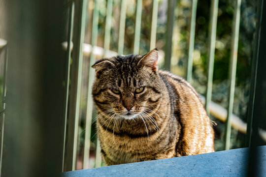 Gatti randagi