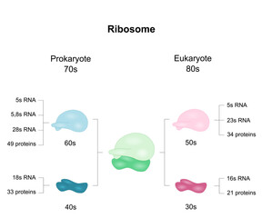 Diagram shows ribosomal subunits in Eukaryotes and Prokaryotes. Vector illustraion