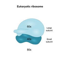 Eukaryotic ribosome 80s with large and small subunit. 