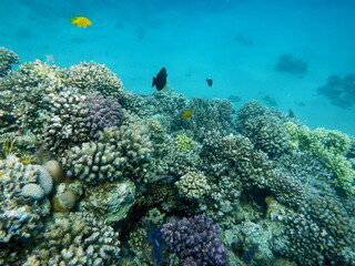Diving in Sharm el-Sheikh