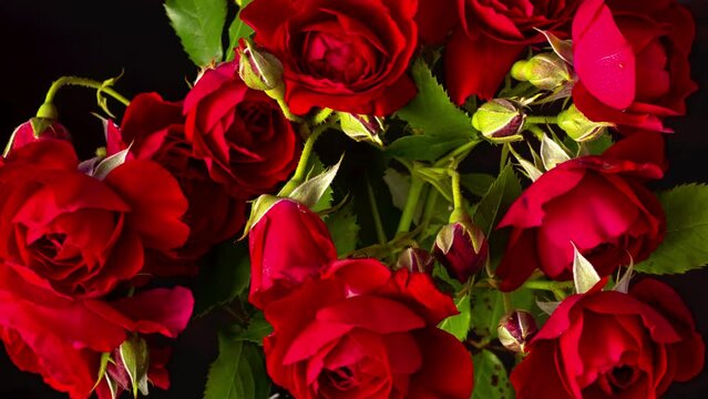 Timelapse beautiful bouquet of red roses flower opening background. wedding backdrop. Bouquet on black backdrop